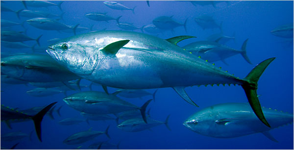 16tuna_600x306