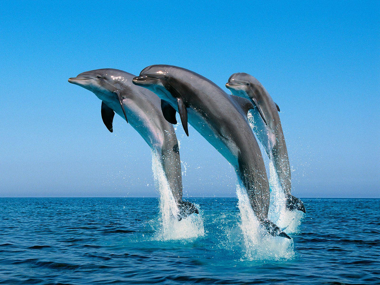 dolphins